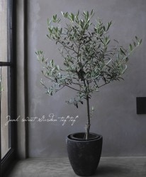 ���꡼�֡��إͥХǥ����֥�󥳡١������ɤ����ɳ������ߺϲ�souju�����Ω�ơ�no.8