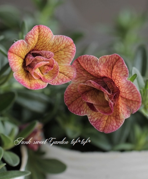 八重咲き！カリブラコア スイートクリンゲル 『ダブルブロンズ