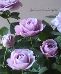 �ߥ˥Х顡�إ⡼�˥󥰥֥롼�����ץƥ��ޡ١�����ȥ���������