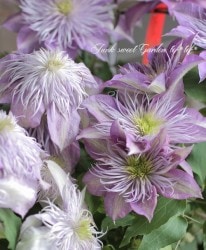 ���ߥ��֥�餭����ޥ������إե����꡼�֥롼�١��إ��ꥹ����ե�����ƥ�١���餭��̥��Ρ����ϡ�