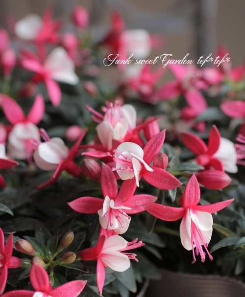 フクシア・プーニー 『ピンク＆ホワイト』 | すべての商品 | | Junk