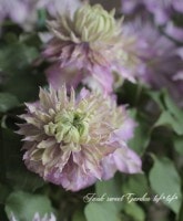 ���ߥ��֥�餭����ޥ������إե����꡼�֥롼�١ߡذ����ޥ��å����ե���ơ���˻�����١���餭��̥��Ρ����ϡ�