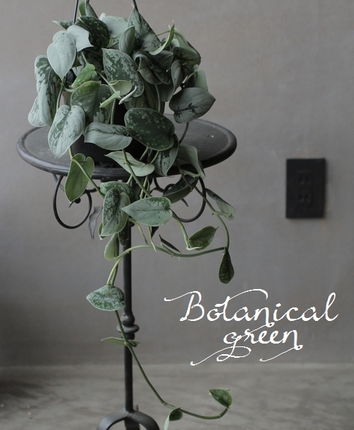 スキンダプサス・ピクタス 『シルバーアン』 | すべての商品 | | Junk