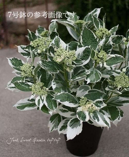 斑入りガク紫陽花 恋路ヶ浜 10号特大鉢 すべての商品 Junk Sweet Garden Tef Tef