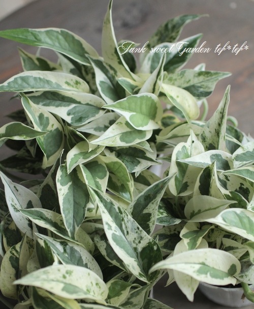 浅岡園芸オリジナル ポトス 『エクセレント』 | すべての商品 | | Junk