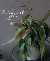 �ץ����ɥ�ץ��ꥹ�������������إ�åɥ�������