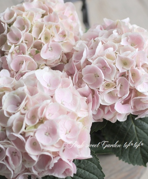 美空 限定MD 紫陽花の咲く道 紫陽花 