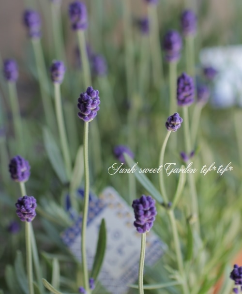 イングリッシュラベンダー 『北のしずく』 パープル | すべての商品