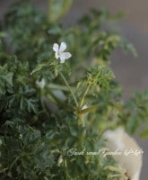 ˥ࡦѡץ쥦ࡡإۥ磻ȥӥ١ե