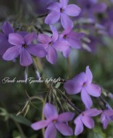 �������ʽɺ��������ե��å��������ȥ��˥ե��顡�إĥ�ϥʥ��Υ֥ѡ��ץ��