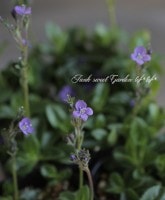 �٥��˥� ���إ��ե����