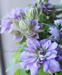 ����ޥ������غ����� -�ޥĥ꥿����-�١�