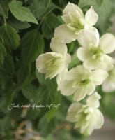 ��󥿥ʷϥ���ޥ������إ��꡼�󥢥����١�