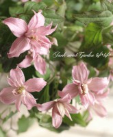 ��󥿥ʷϥ���ޥ������إ֥����ȥ󥹥����١�