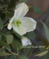 ��󥿥ʷϥ���ޥ������إ��ס��ͥ꡼�١�