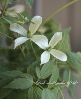 ��󥿥ʷϥ���ޥ������إޡ�����åȥ��硼�󥺡١�