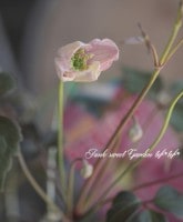 ��󥿥ʷϥ���ޥ������إ������Хåɡ١�