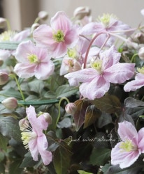 Ƽ�ե�󥿥ʷϥ���ޥ������إᥤ�꡼��١�