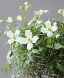 ��󥿥ʷϥ���ޥ������إ��ס��ͥ꡼�١�