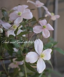 Ƽ�ե�󥿥ʷϥ���ޥ������إ롼�٥󥹡١�