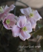 ��󥿥ʷϥ���ޥ������إᥤ�꡼��١�