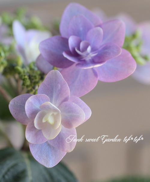 紫陽花 『八重・小町』 | すべての商品 | | Junk sweet Garden tef*tef*