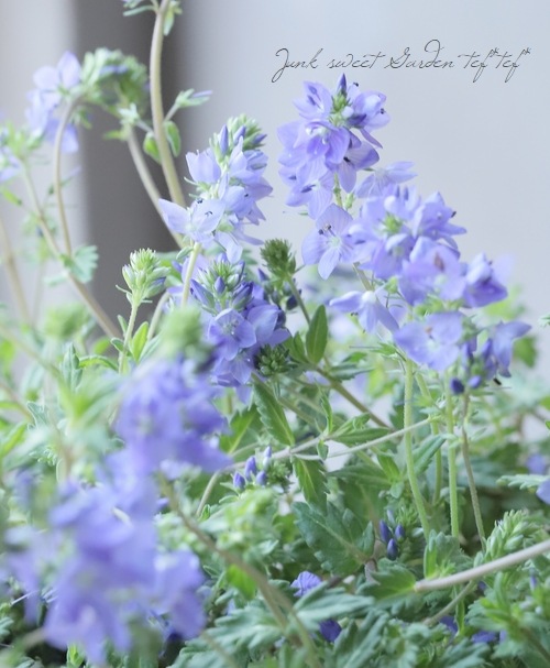 クリーピングベロニカ 『ミセスホルト・ブルー』 | すべての商品