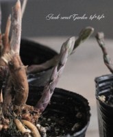 ġۡ祢ѥ饬إȥѡץ