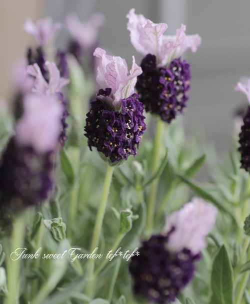 フレンチラベンダー 『バンデラ・パープル』 | すべての商品 | | Junk