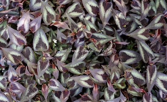 受付用　ペルシカリアレッドドラゴン苗 楽天市場】ペルシカリア 'レッド ドラゴン' : おぎはら植物園