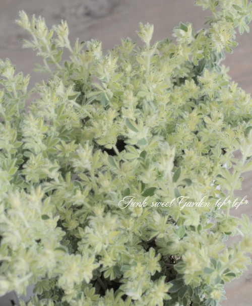 ロータス・ブリムストーン『スコール』 | すべての商品 | | Junk sweet