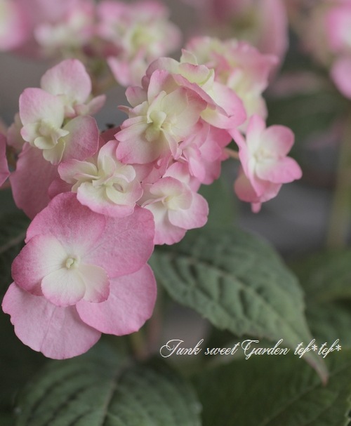 山あじさい交配種 『八重咲きのピンク花』 No.1 | すべての商品