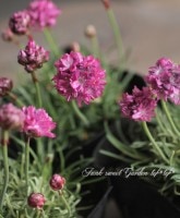 ꥢꥢޥƥޡ١ϥޥ󥶥