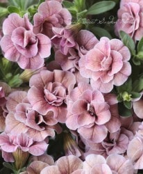 Ȭź餭֥饳ƥե֥롡ƥ꡼ No.76