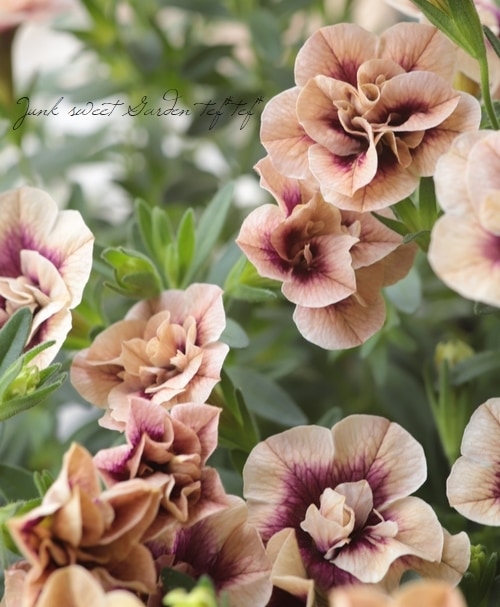 八重咲き！カリブラコア ティフォシーダブル アンティークシリーズ No