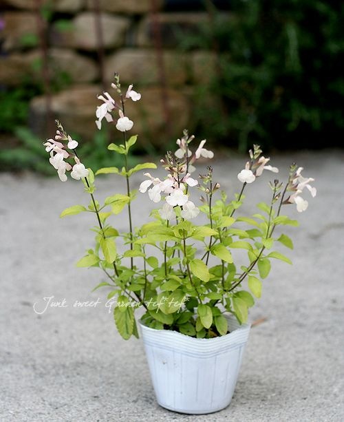 ライム色チェリーセージ 『ムーンライトオーバー』 | すべての商品