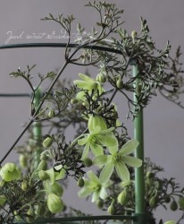 �ե����ƥ꡼�ϥ���ޥ������إԥ�������