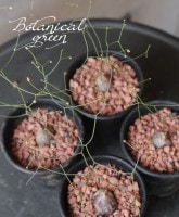 �����Х������إ���ȥꥫ������