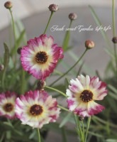 쥪ץإϥɥΥץ졼꡼