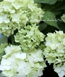 �ڵȲ���Ҥ���ۡ������۲֡����� -�ϥ�����-��