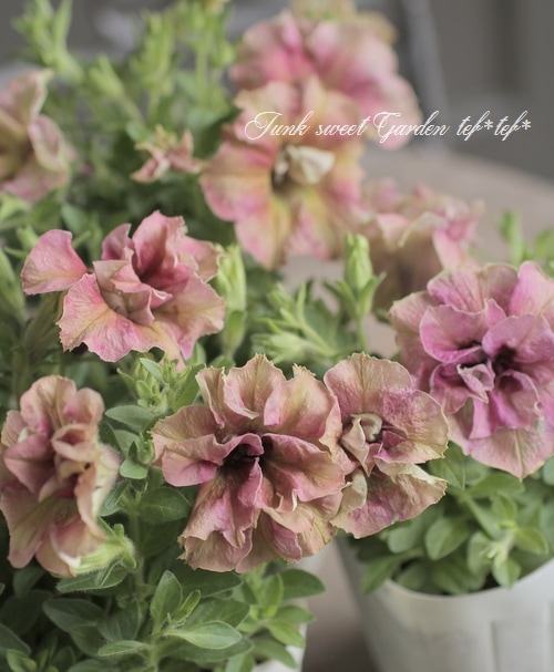 ペチュニア 妖精のチュチュ 『セミダブルピンクアンティーク