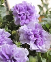 Ȭ�ź餭�ڥ���˥���VIVA���إ��֥�饤�ȥ֥롼��
