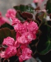 Ȭź餭إ٥˥إ֥åȡ١å