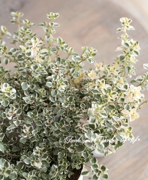 斑入りタイム ドレスホワイト 最新品種 すべての商品 Junk Sweet Garden Tef Tef