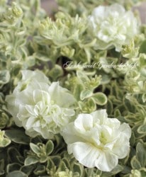 Ȭ�ź餭������ڥ���˥����إۥ磻�ȥ��꡼����