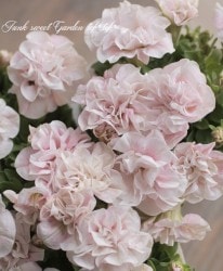 �ڲ����¤��󥪥ꥸ�ʥ�� Ȭ�ź餭�ڥ���˥� �إۥ��åץޥ������ ������