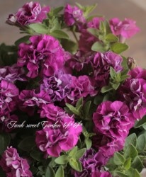 �ڲ����¤��󥪥ꥸ�ʥ�� Ȭ�ź餭�ڥ���˥����إۥ��åץޥ�����١�������