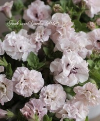 Ȭź餭ڥ˥ إۥåץޥ ȥ٥꡼