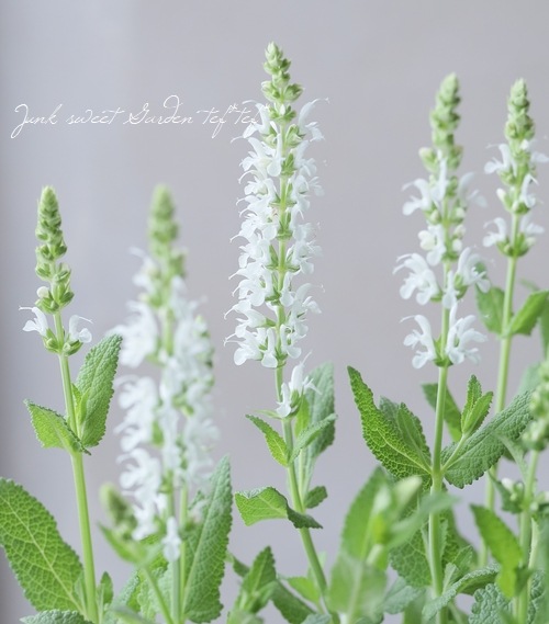 宿根サルビア・ネモローサ 『リリカル・ホワイト』 | すべての商品