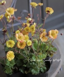 ȾȬź餭ࡡإƥ饵饤